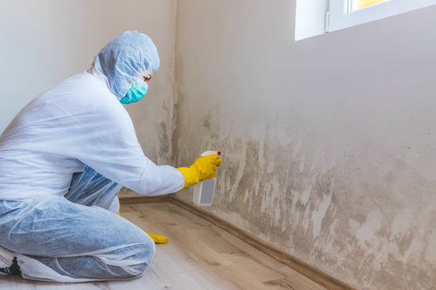 Licensed Attic Mold Removal service in Riverton, NJ - WQB Mold Removal