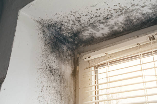 Affordable Attic Mold Removal solutions in Riverton, NJ